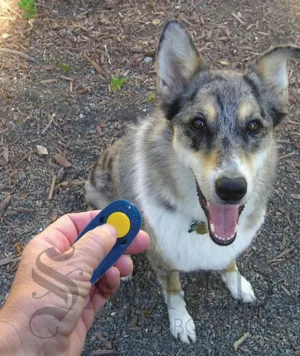 Clicker
